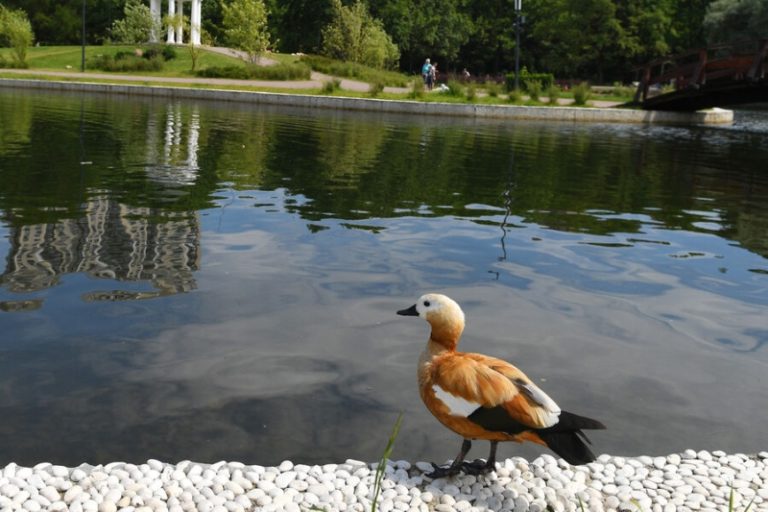 Мэр Собянин ввел в Москве карантин из-за распространения птичьего гриппа