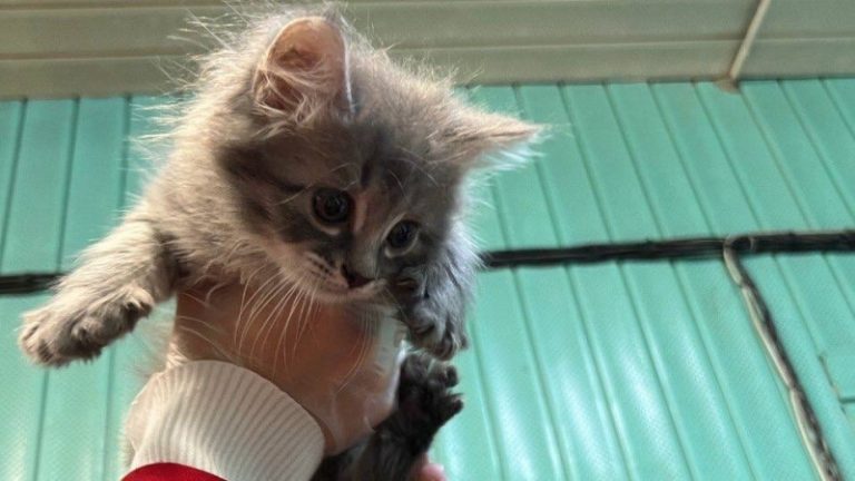 В московском метро нашли котят