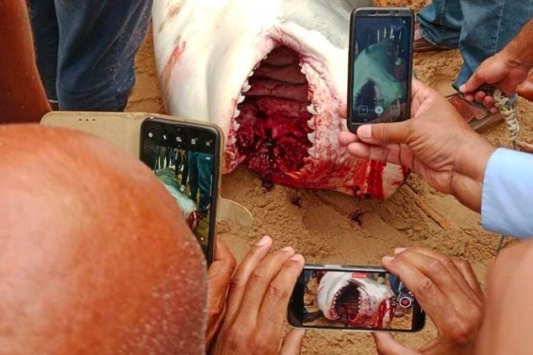 Акула-убийца станет экспонатом. В каких еще музеях есть мумии животных-людоедов