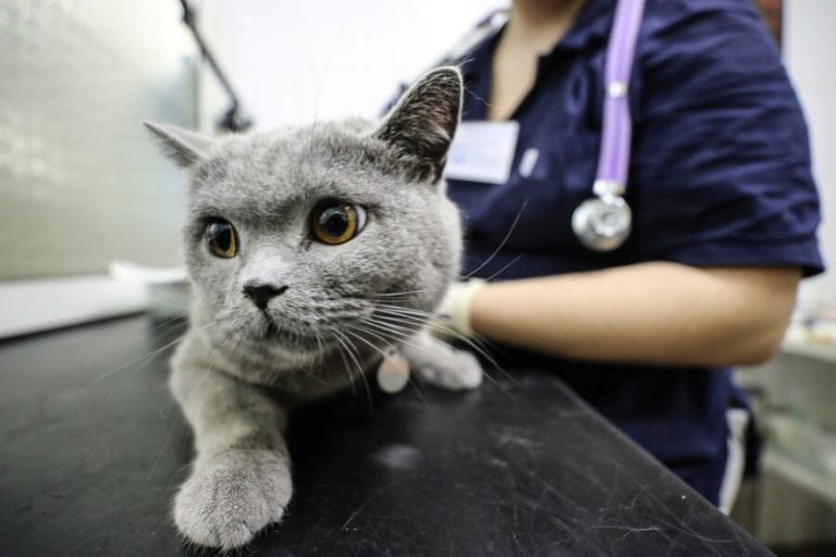 Кот под марихуаной, пес-абьюзер и змея, которая съела сама себя. Три истории о пациентах ветклиник