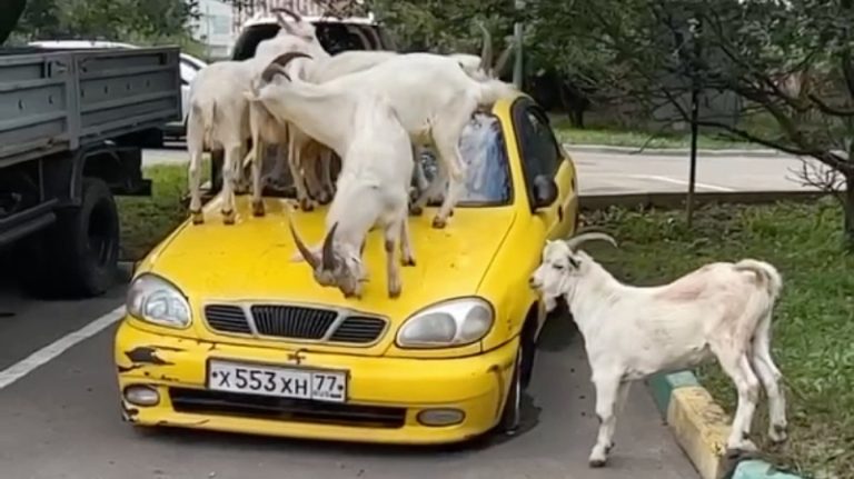 Шесть коз запрыгнули на автомобиль в Москве