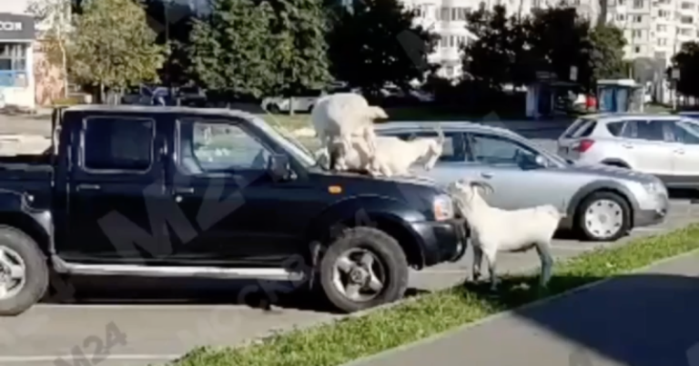 В Москве по машинам прыгают козы: найден виновник