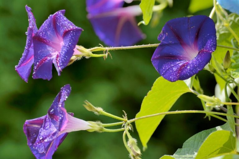 Депутат Гаврилов: выращивание ипомеи трехцветной грозит уголовным наказанием