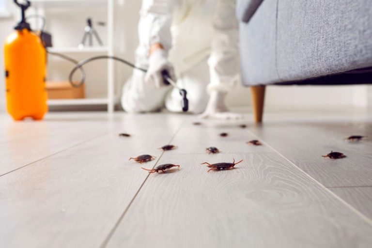 Как избавиться от тараканов в квартире: народные методы и химические средства