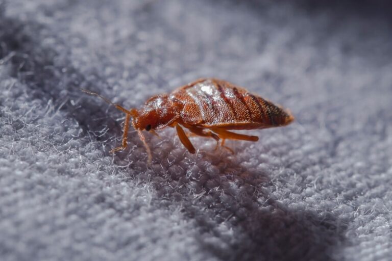 Домашние клопы: как от них избавиться, признаки появления и профилактика