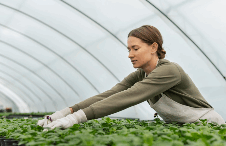 Теплицы из поликарбоната 3х6: идеальный выбор для выращивания круглый год